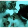 Kittens 30