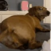 Perritos 1 31