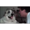 Perros Animados 1 5