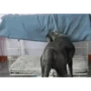 Perros Animados 1 6