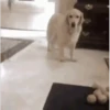 Perros Animados 2 5
