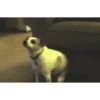 Perros Animados 1 7