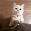 Cats   Mov DZ 5