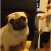 PUGS 2  Mov 7