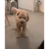 Perros Animados 2 6