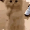 Cats   Mov DZ 6