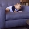 Perros Animados 2 7