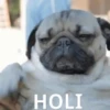 PUGS 2  Mov 8