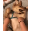 Perros Animados 2 8