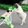PUGS 2  Mov 9