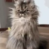 Cats   Mov DZ 8