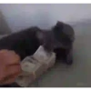 Animais engraçados 5