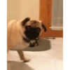 Perros Animados 1 9
