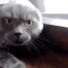 Cats   Mov DZ 10