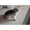 Perros Animados 1 10