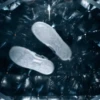 Justin Timberlake MOV 13