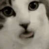 Cats   Mov DZ 11