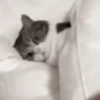 Cats   Mov DZ 12