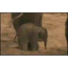 Animais engraçados 6