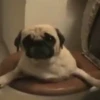 PUGS 2  Mov 11