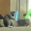 Cats   Mov DZ 14