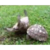 Animais engraçados 7