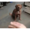 Perros Animados 2 10