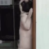 PUGS 2  Mov 12