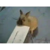 Animais engraçados 8