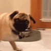 PUGS 2  Mov 13
