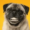 PUGS 2  Mov 14
