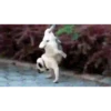 Animais engraçados 9