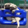 PUGS 2  Mov 15
