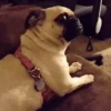 PUGS 2  Mov 16