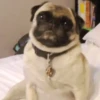 PUGS 2  Mov 17