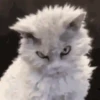 Cats   Mov DZ 15