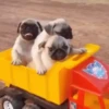 PUGS 2  Mov 18