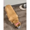 Perros Animados 2 12