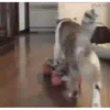 Animais engraçados 10