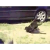 Animais engraçados 11