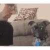 Perros Animados 1 13