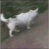 Animais engraçados 12