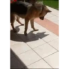 Perros Animados 1 14