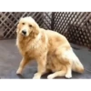 Perros Animados 1 15
