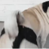 Perros Animados 1 16