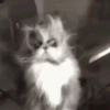 Cats   Mov DZ 17