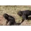 Animais engraçados 13