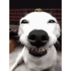 Perros Animados 1 17