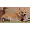 Perros Animados 1 19