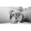 Animais engraçados 15